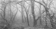 photograph of a wood in a mist