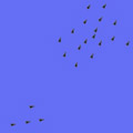 boids