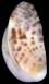smallshell